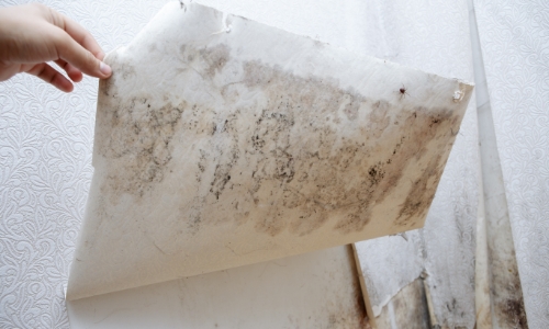 How to check what you're dealing with when it comes to mold | Eastern Basements