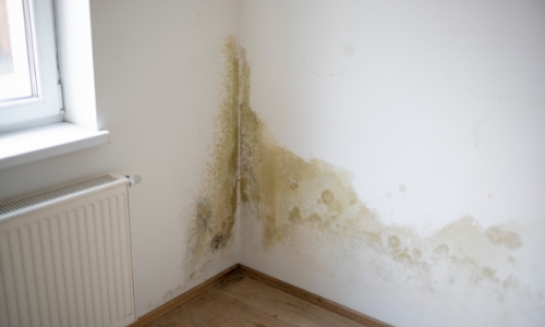 Mildew | Eastern Basements