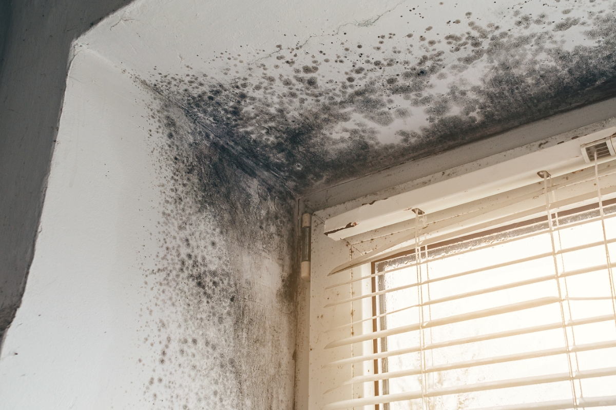 Mold vs Mildew | Eastern Basements