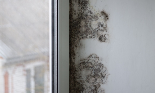 Mold | Eastern Basements