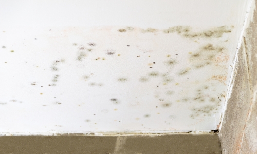 Mold on Ceiling | Eastern Basements